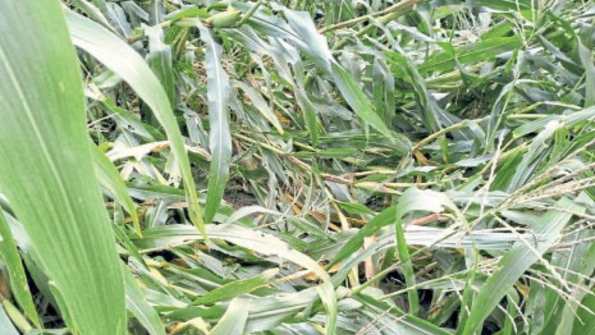 Crop Damage