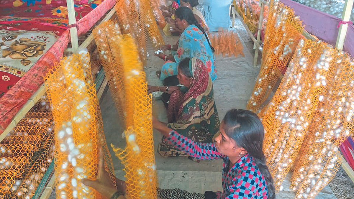 Silk Farming