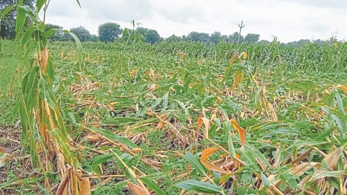 Crop Damage
