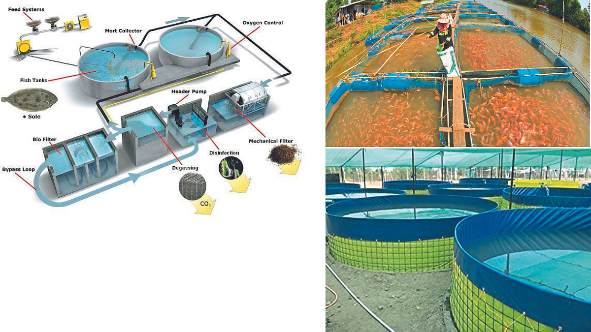 Fish Farming