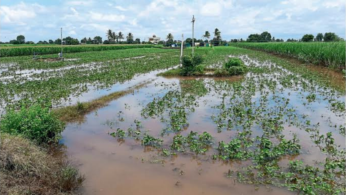 Crop Damage