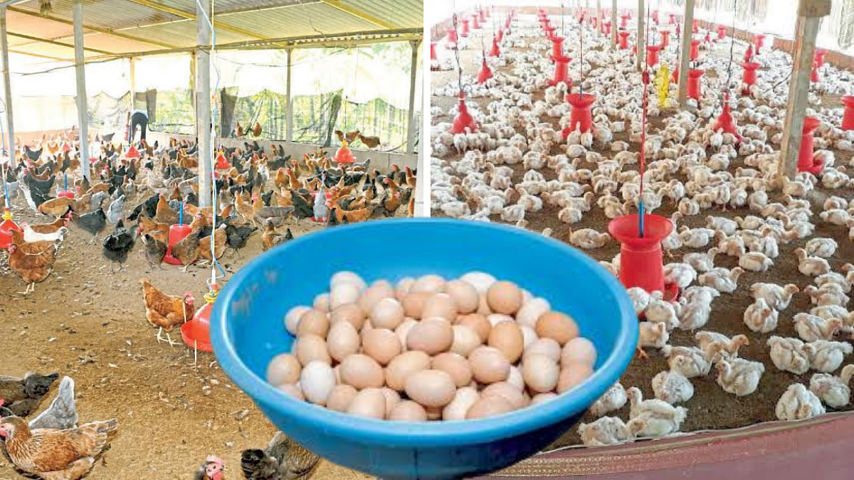 Poultry
