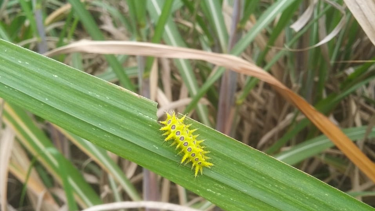 Stag Caterpillar