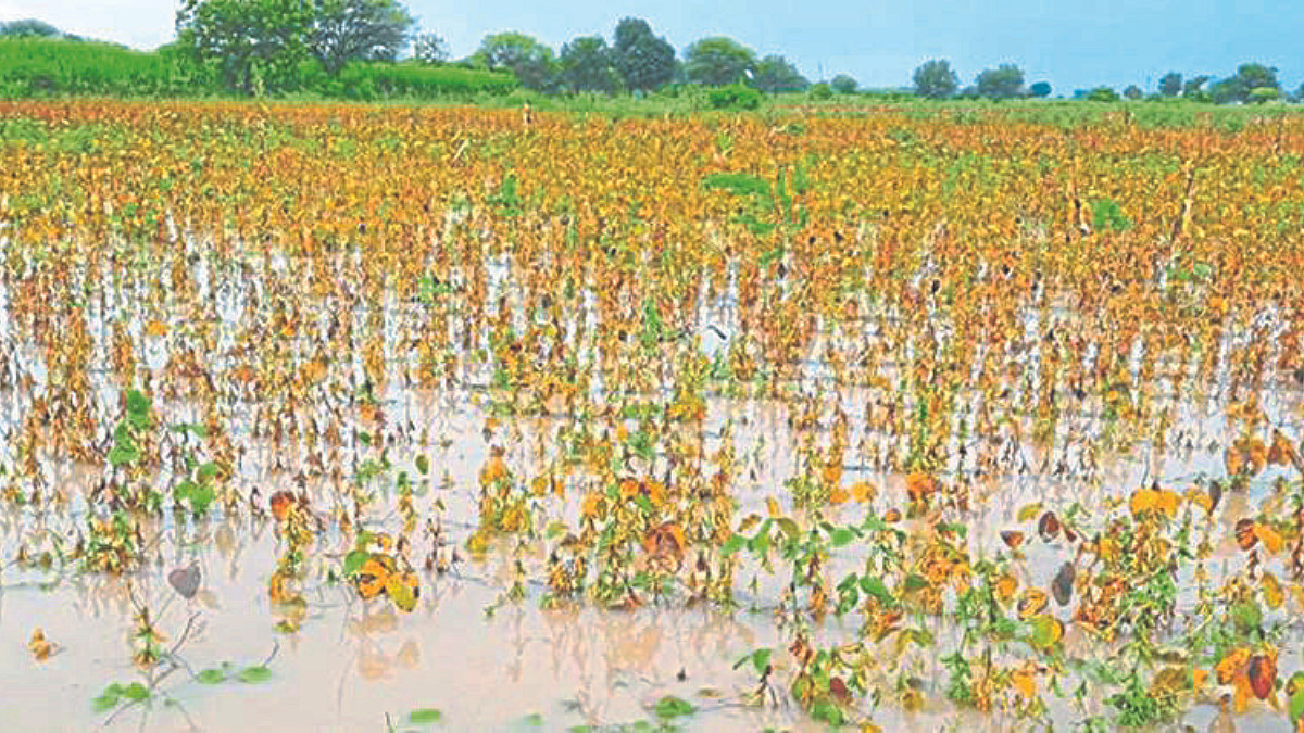 Crop Damag