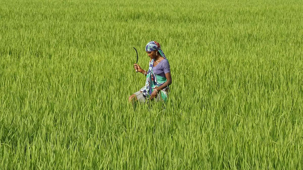 Crop Insurance