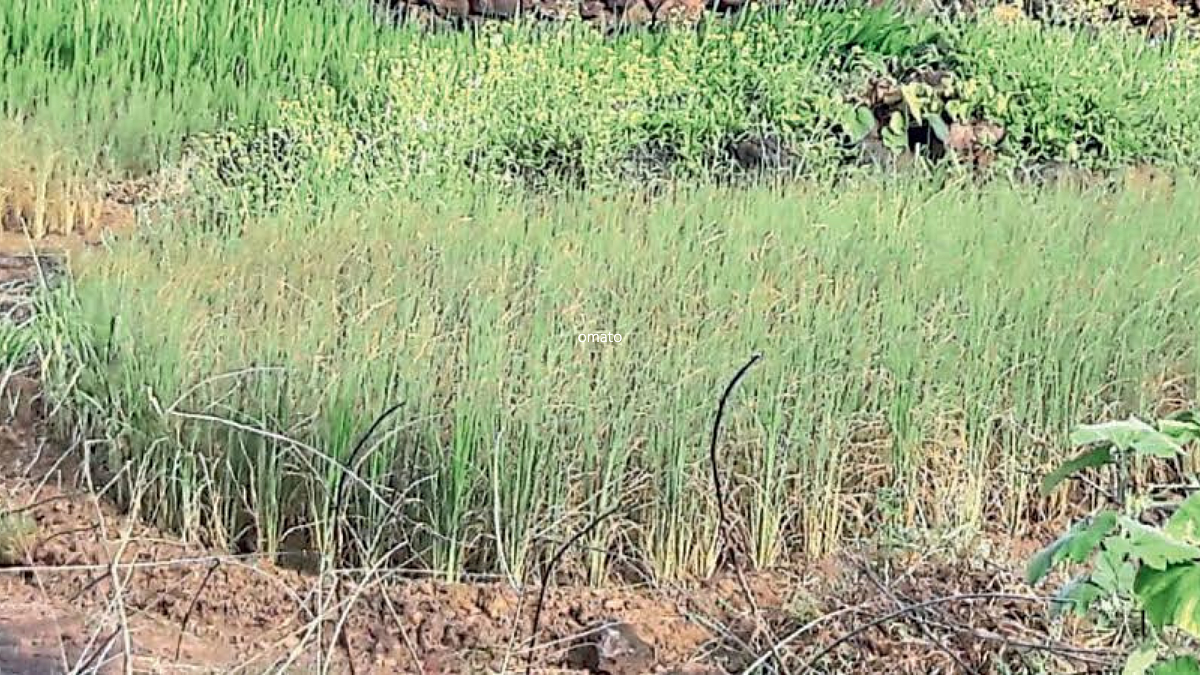 Crop Damage