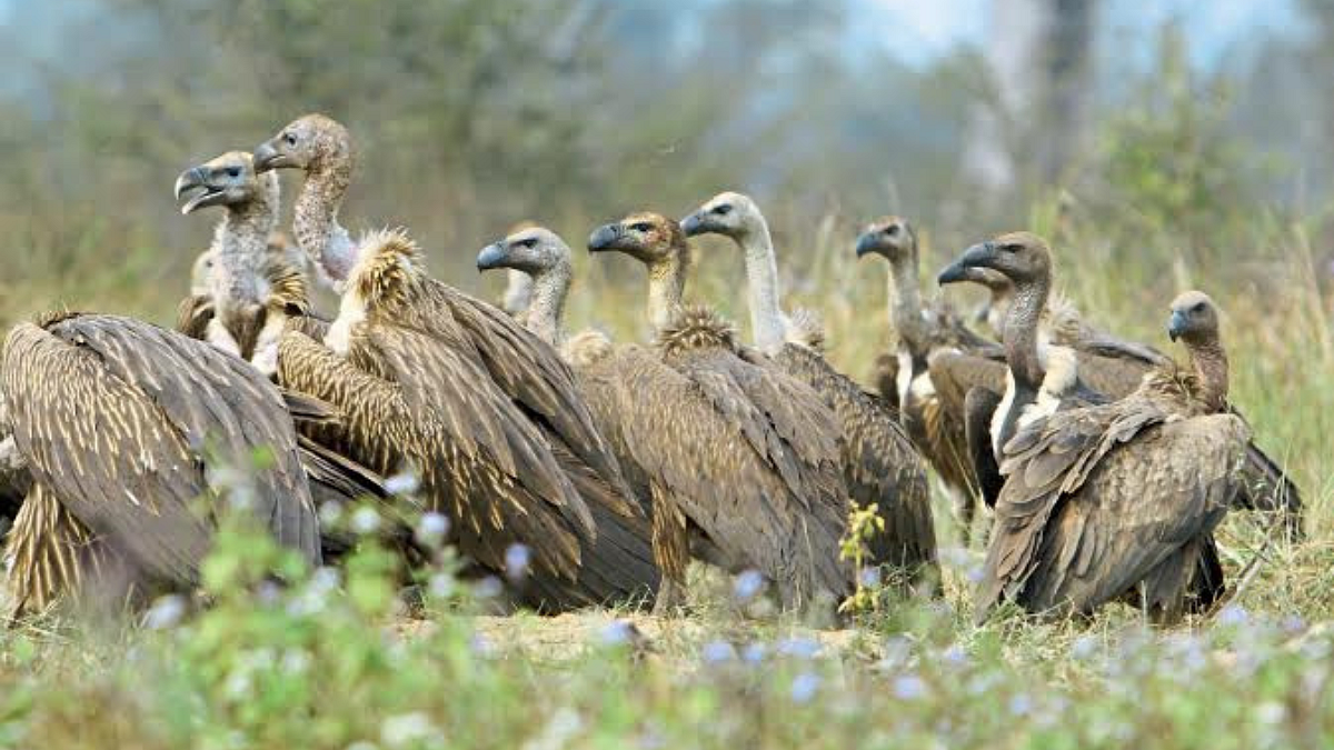 Vulture