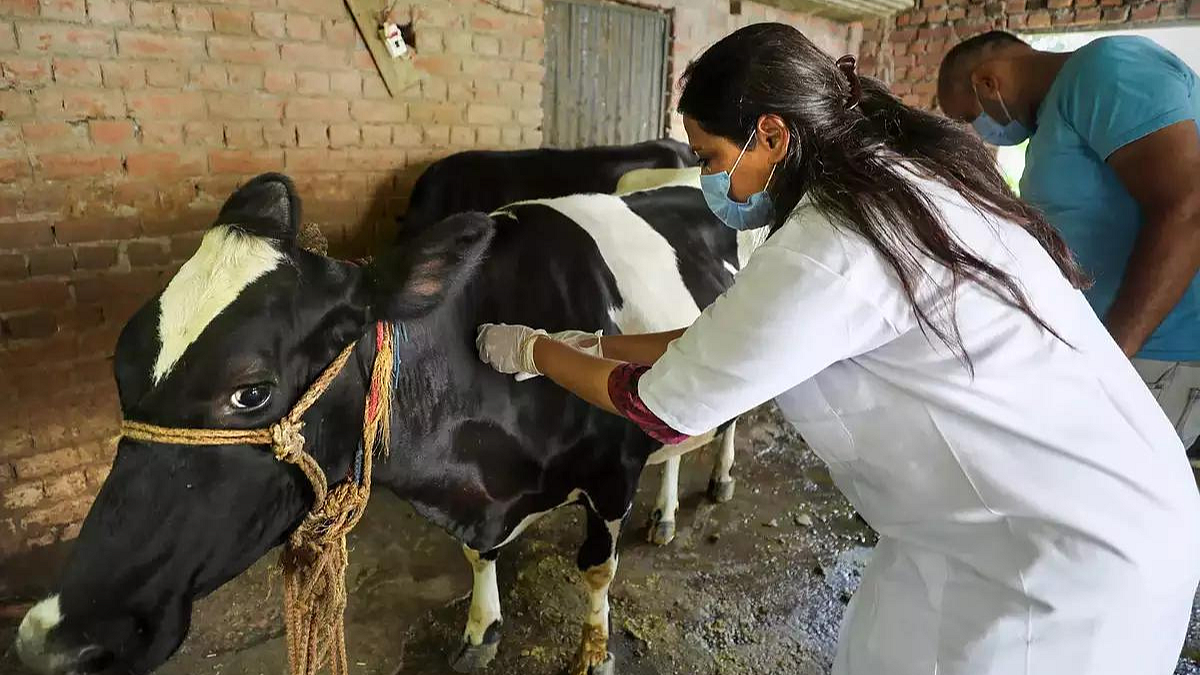 Lumpy Vaccination