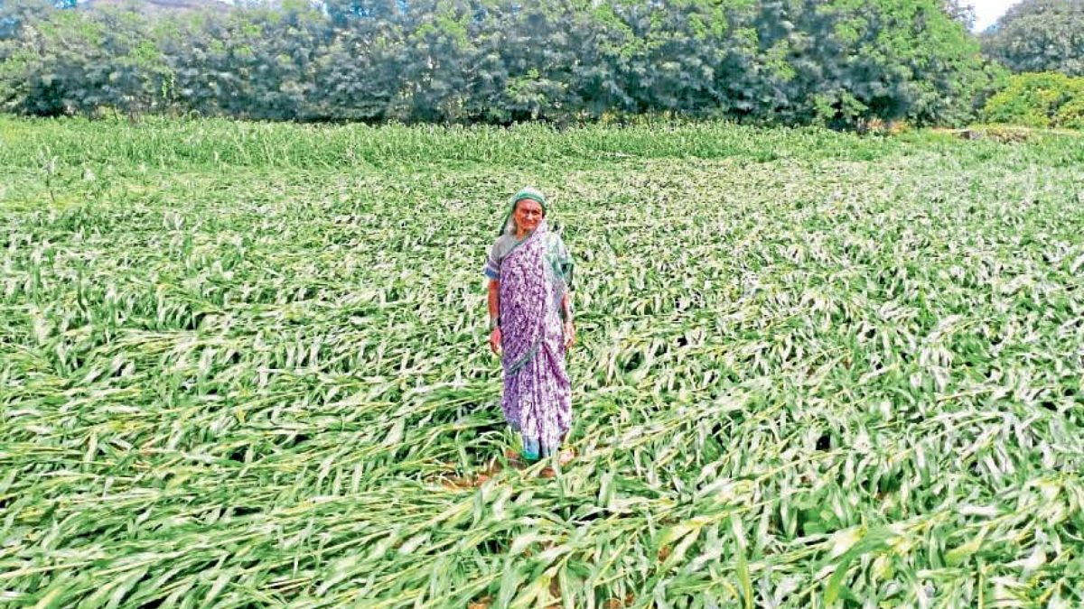 Crop Damage