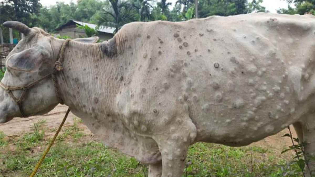 Lumpy Vaccination
