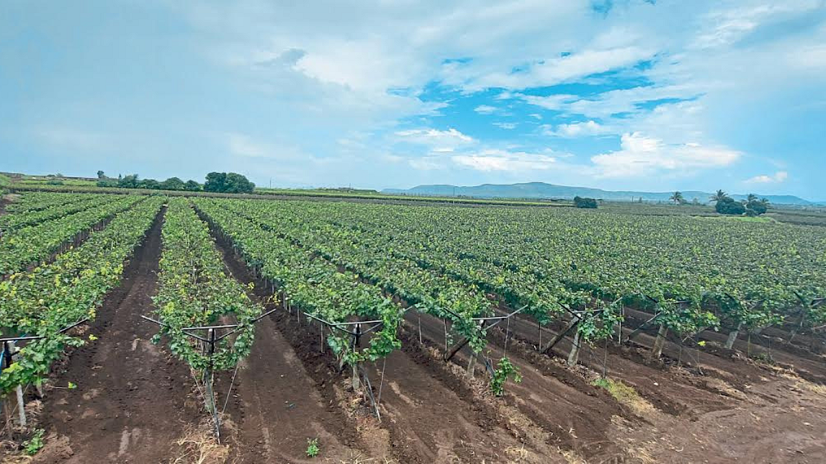 Grape Farming
