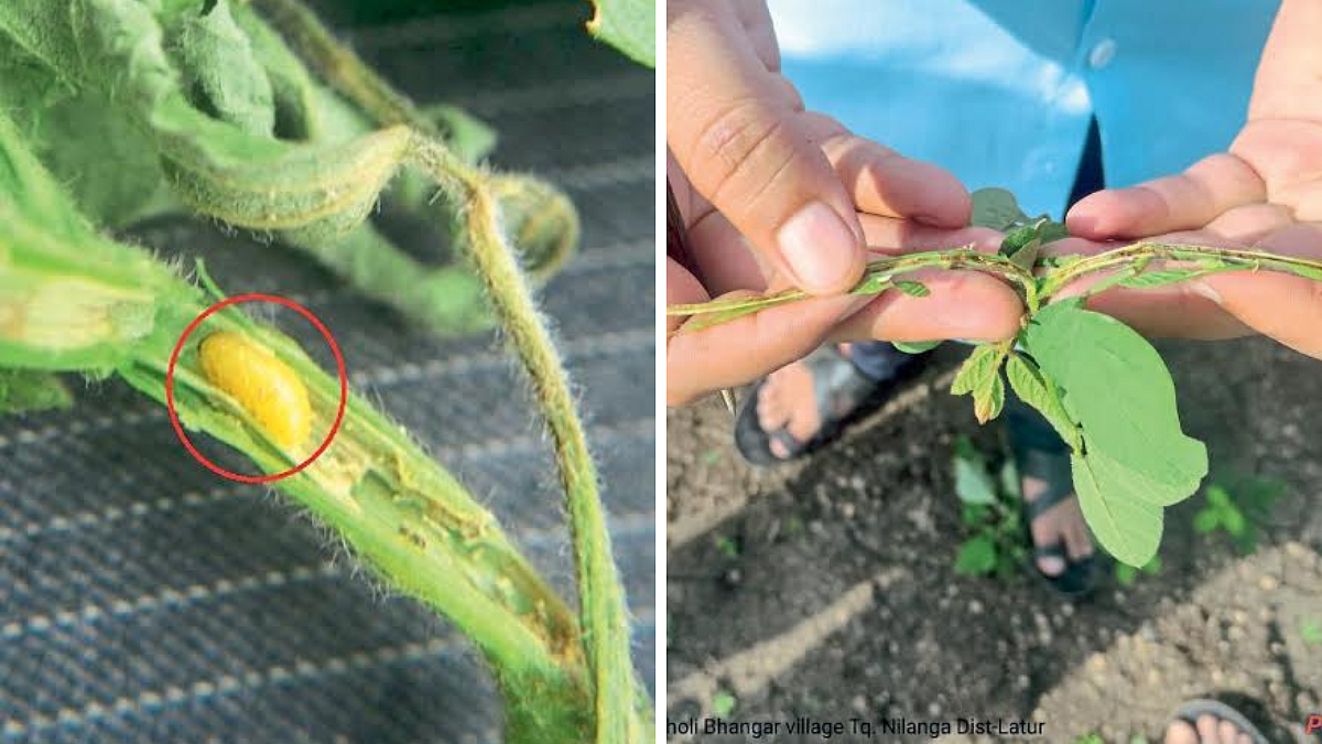 Soybean Pest