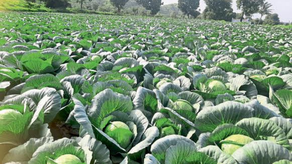 Cabbage Farming