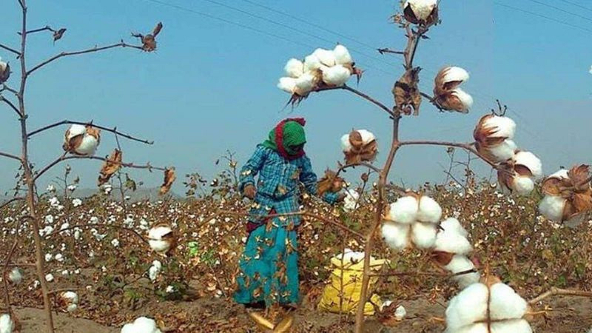 Cotton Harvesting