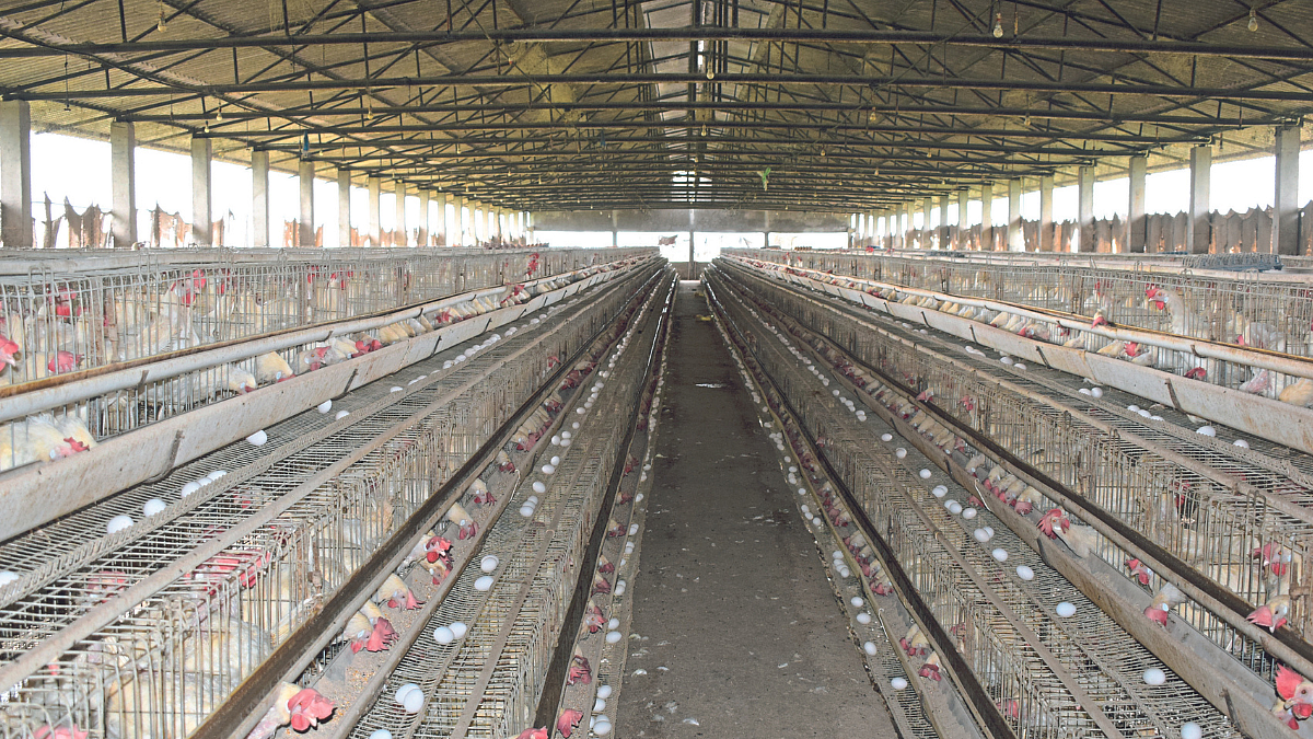Poultry Framing