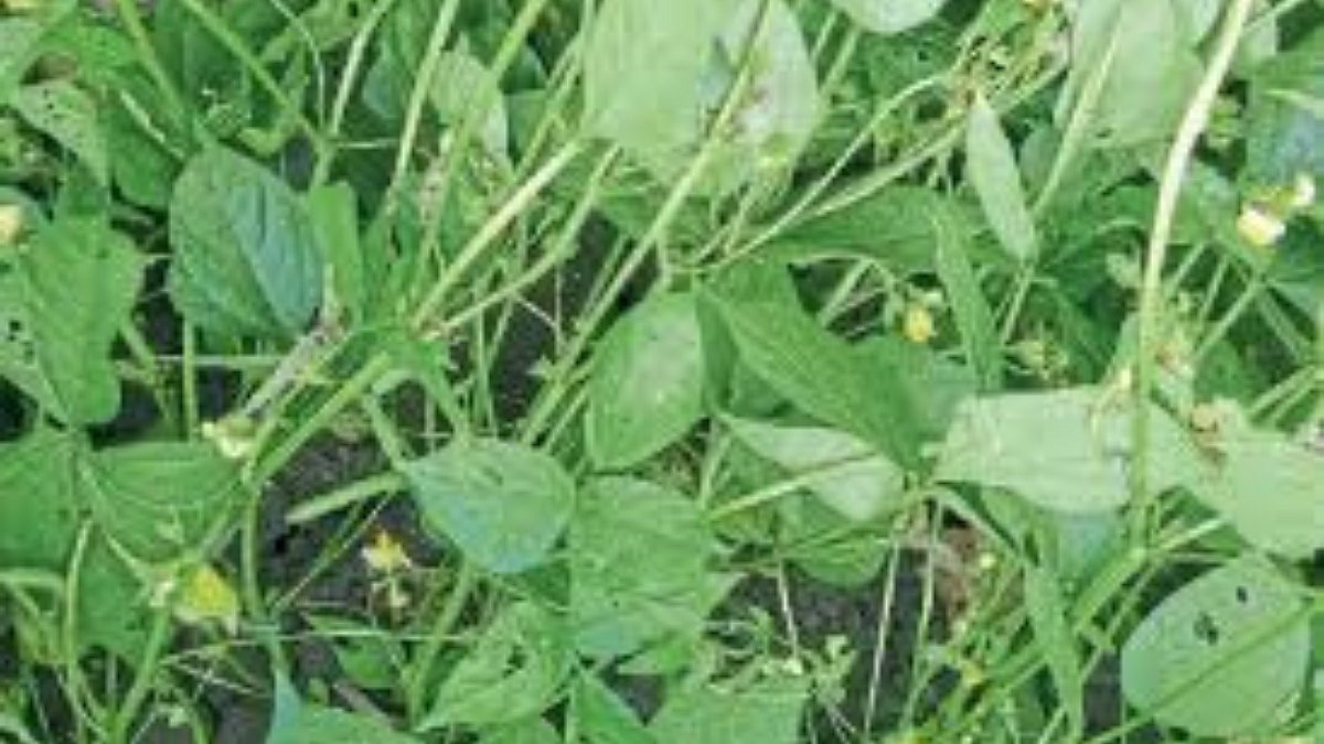 Urad