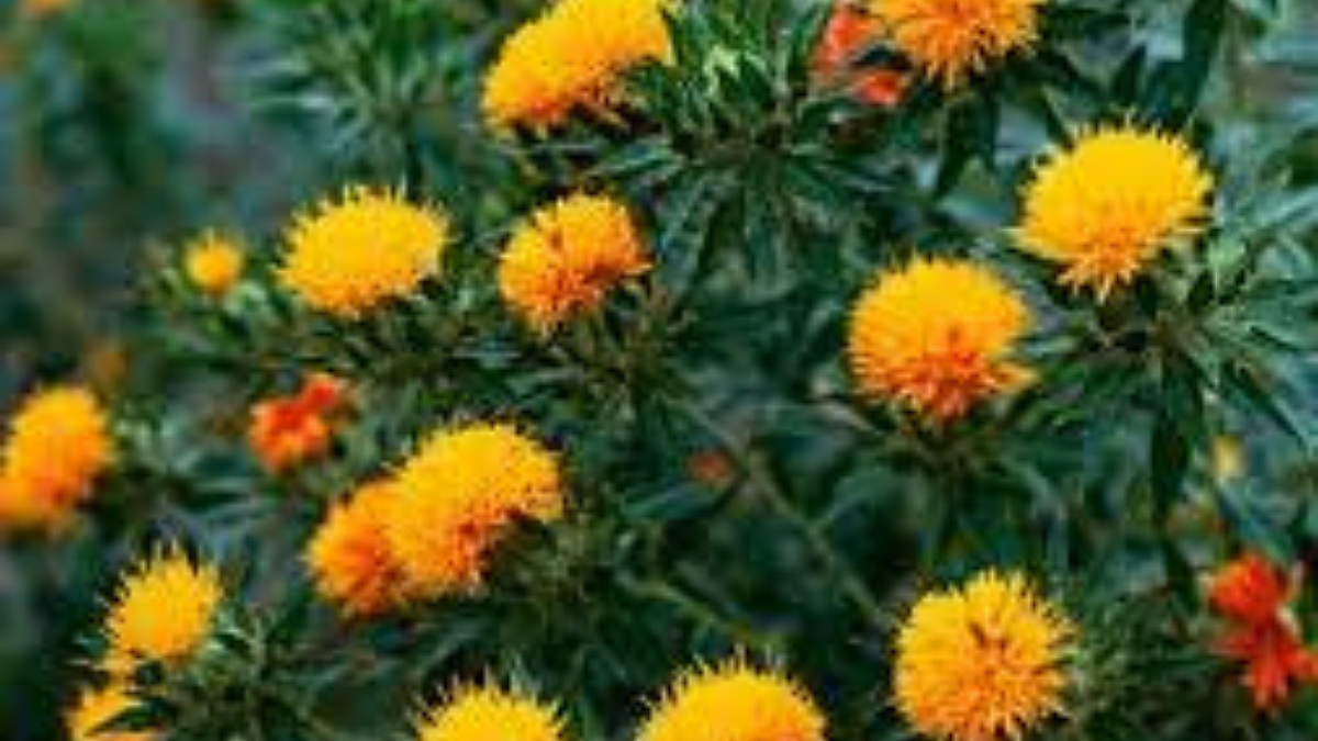 Safflower Cultivation