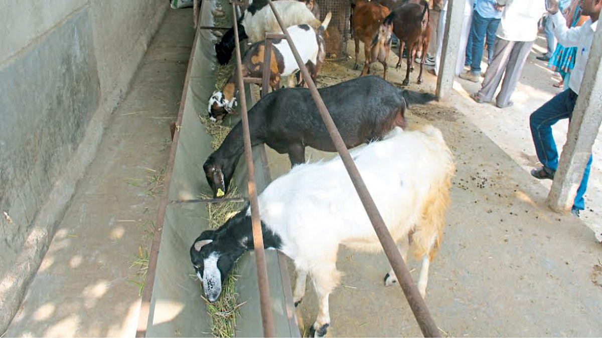 Goat Farming