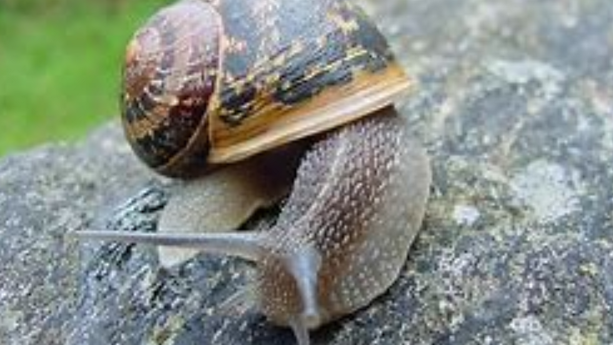 Rs 98 crore assistance to snail victims