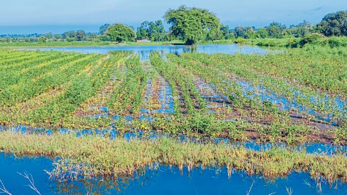 Crop Damage