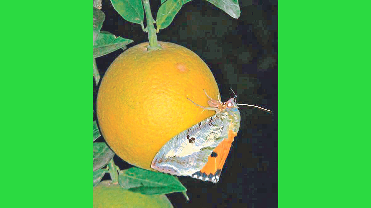 Crop Protection