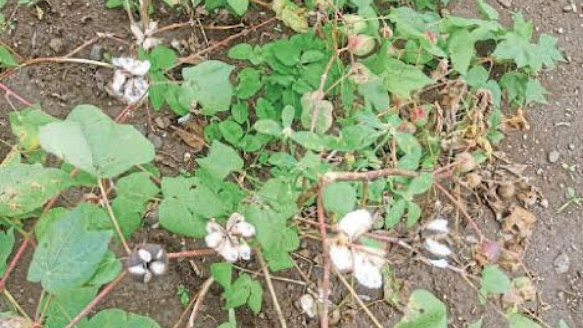Crop Damage