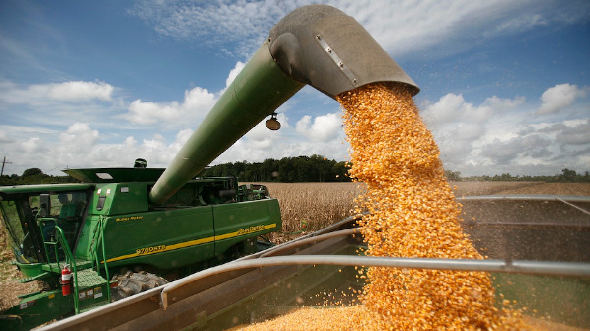 Food Grain Production