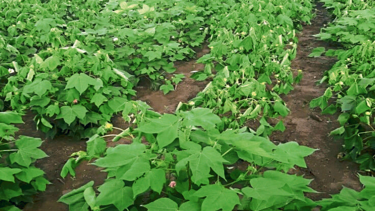 Cotton