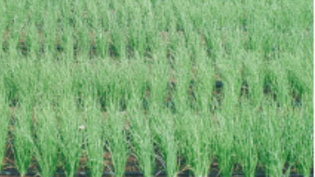 Onion Seed Rate