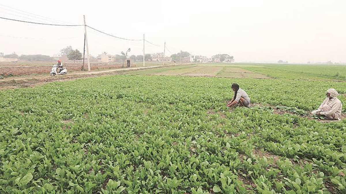Agricultural News