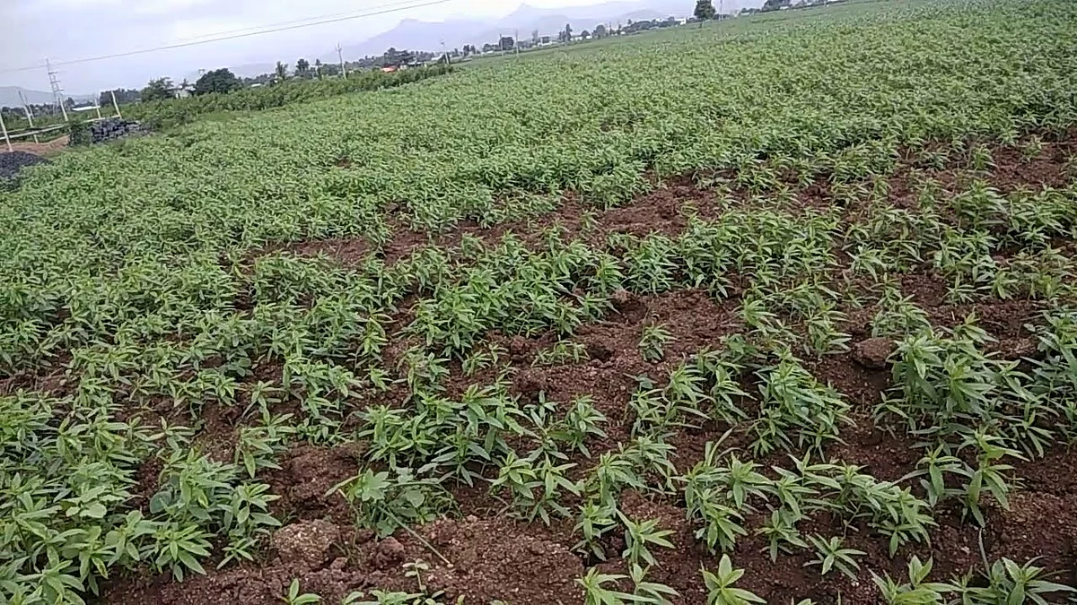 Taag Crop