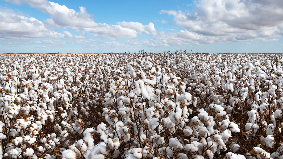 Cotton