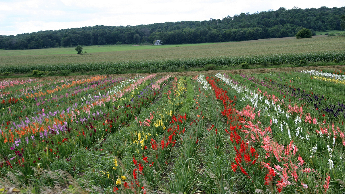 Flower Farming