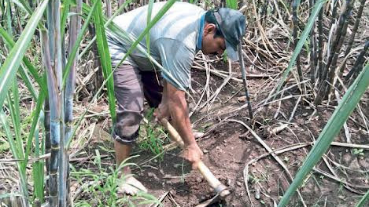 Sugarcane
