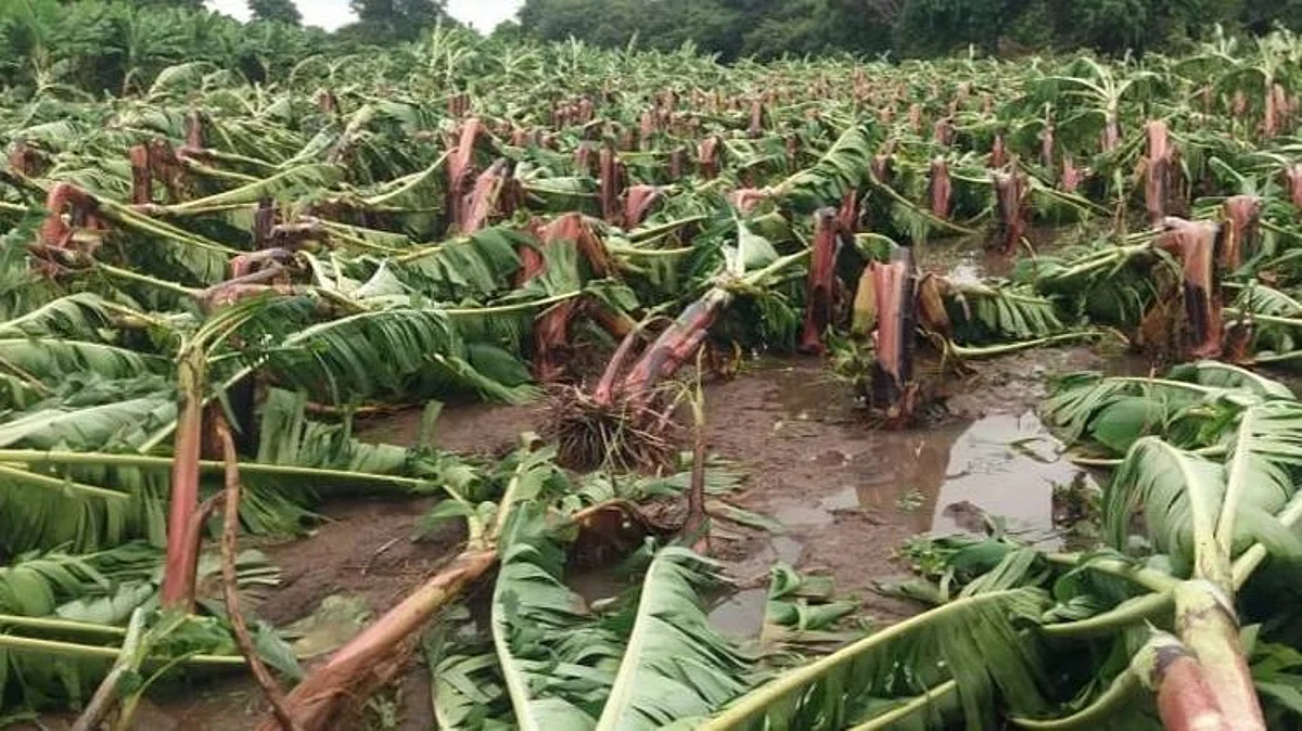 Crop Insurance
