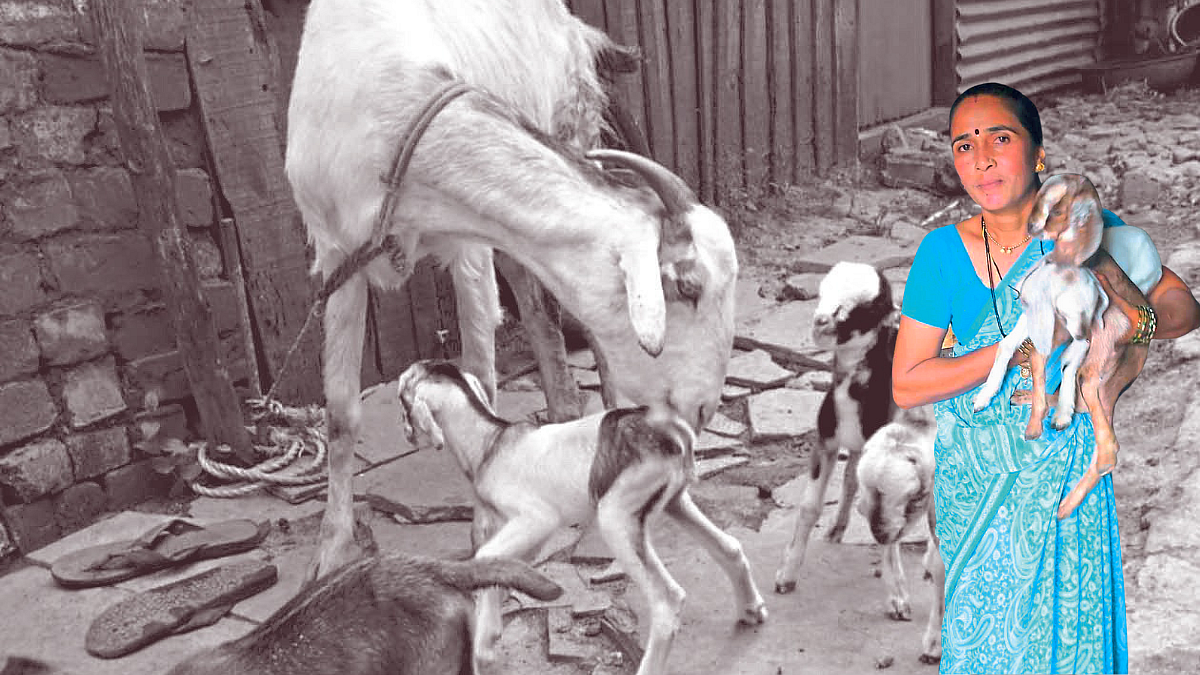 Goat Farming