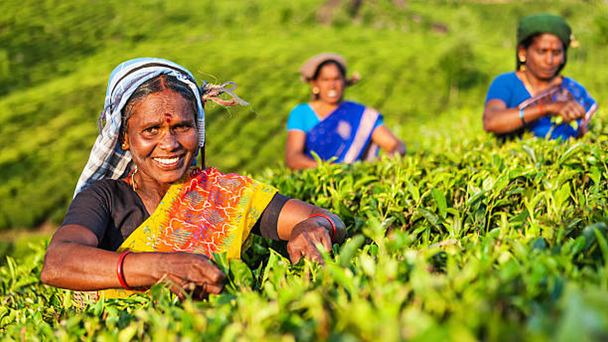 Joyful Farming