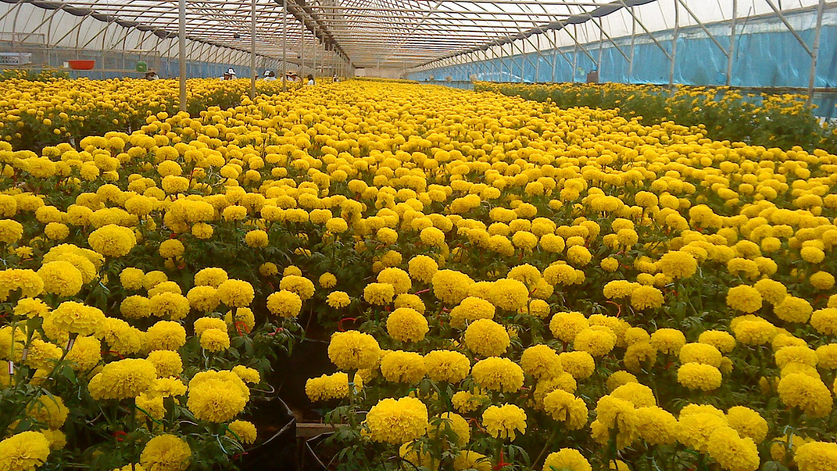 Floriculture