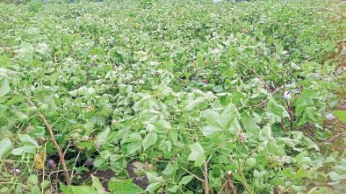 Cotton Crop Damage