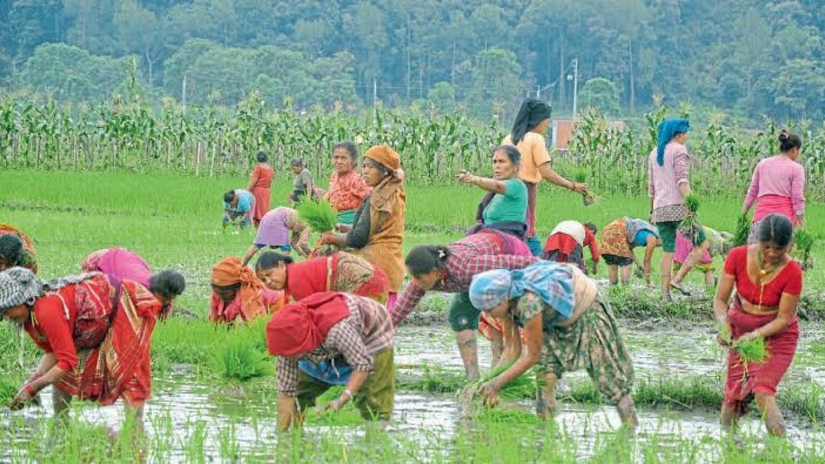 Nepal Agriculture
