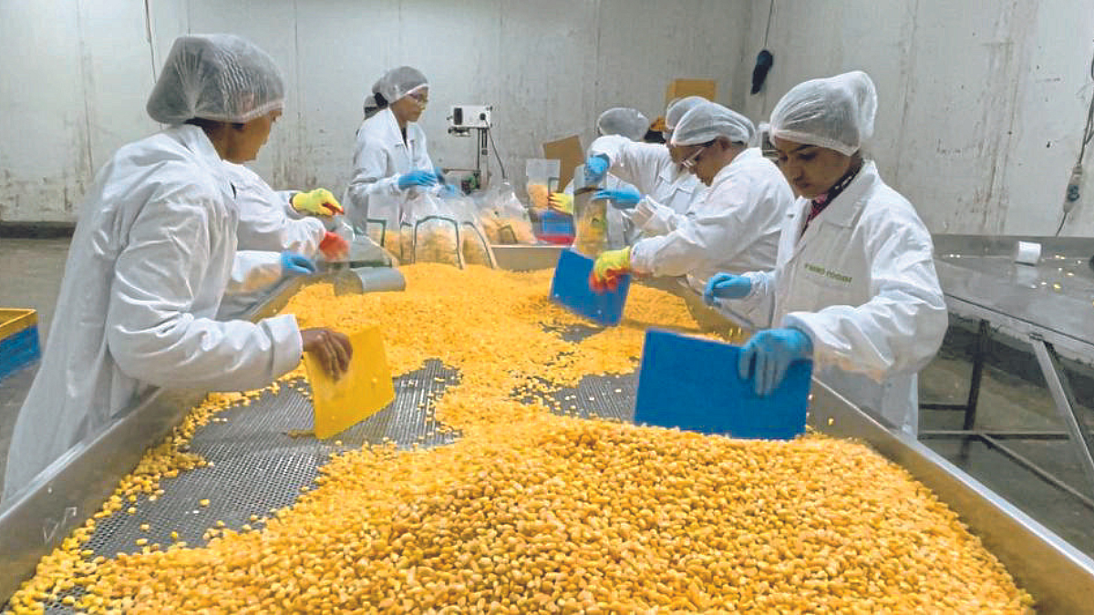Sweet Corn
