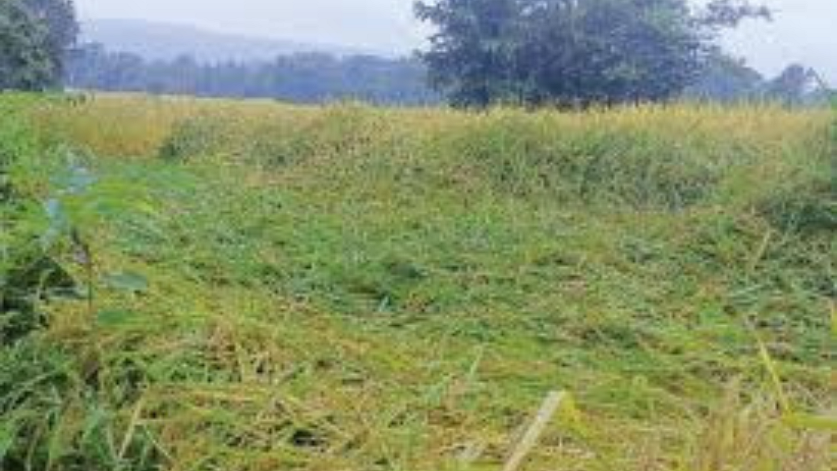 Paddy Harvesting