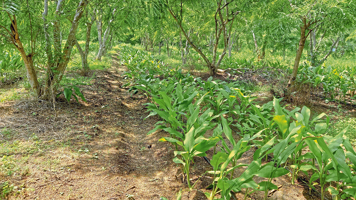Turmeric