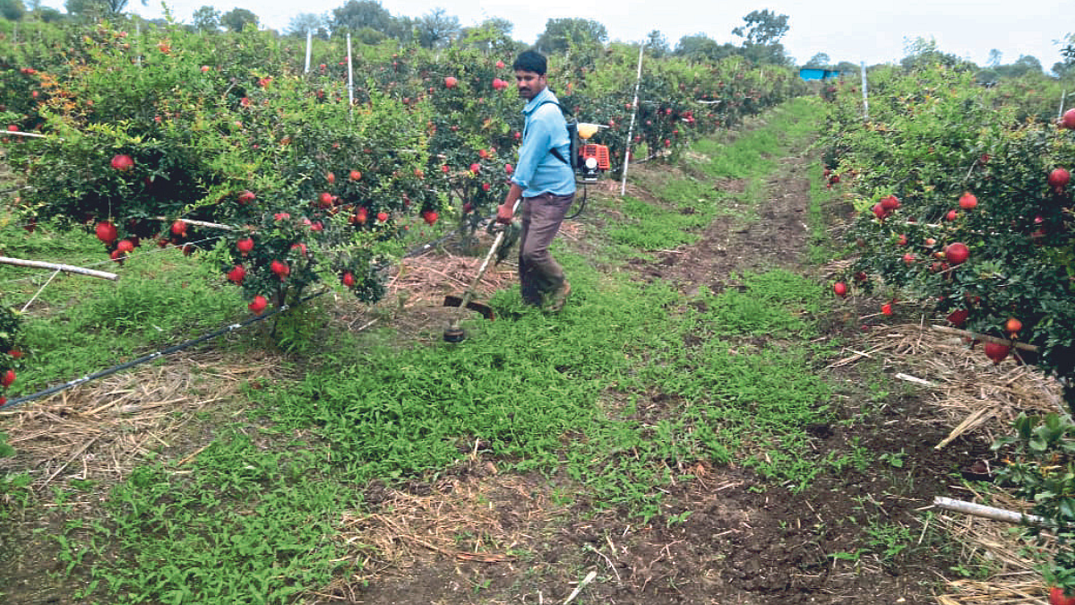 Weed Management