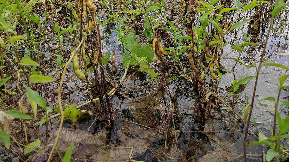 Crop Damage