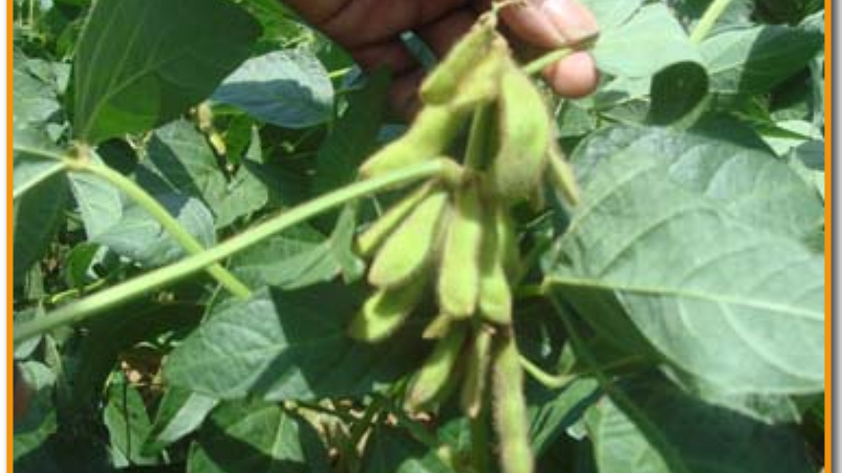 Soybean Damage