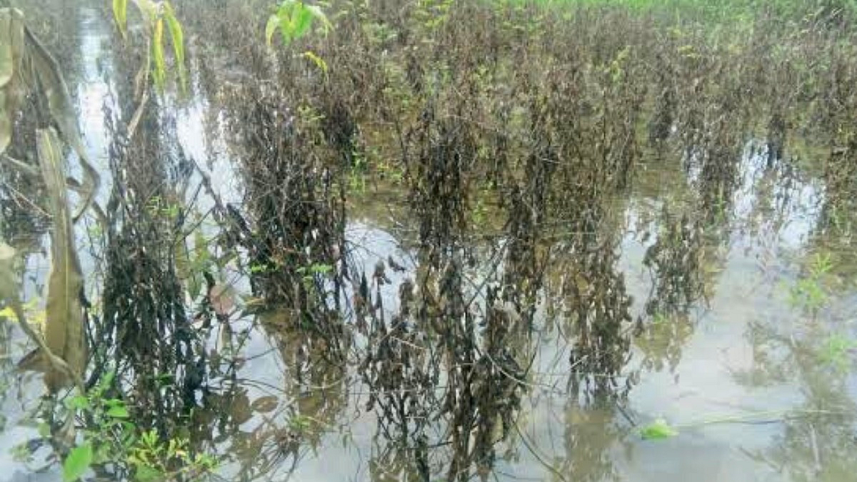 Soybean Production