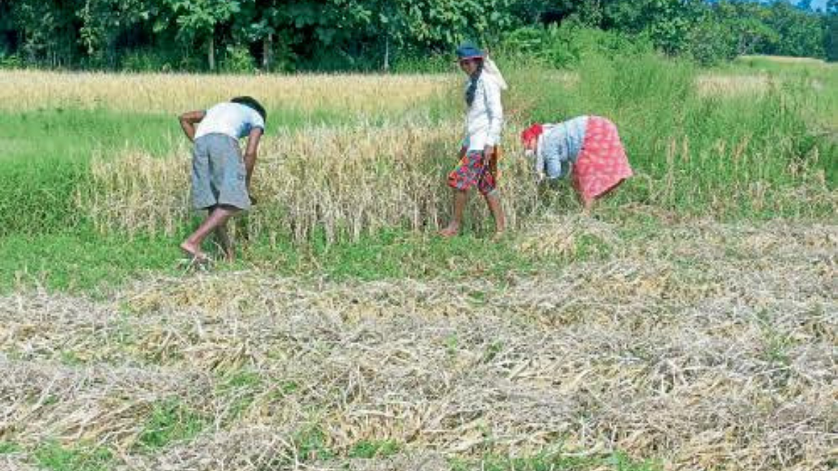 Paddy Harvest