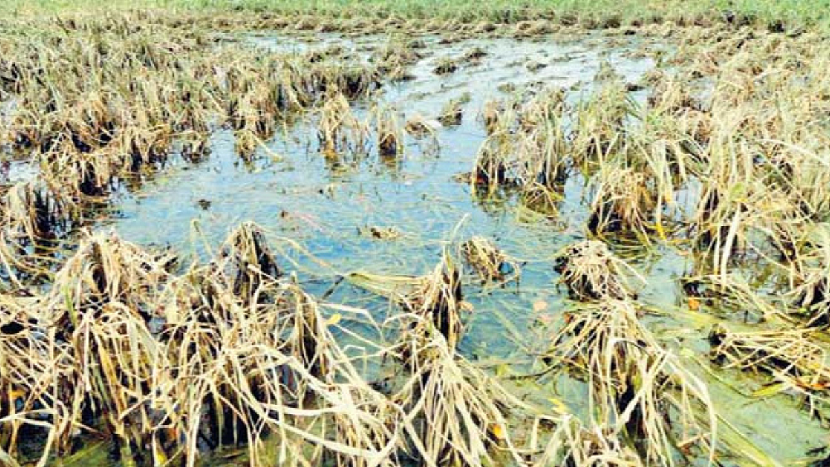 Wet Drought