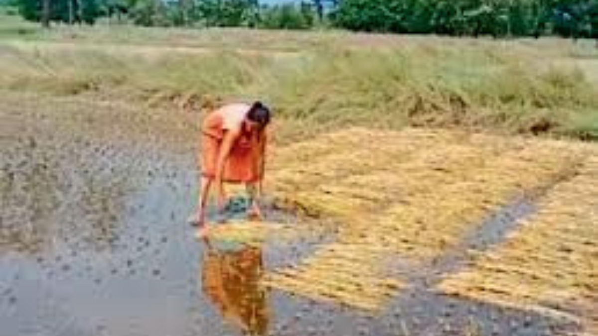 Paddy Crop Damage